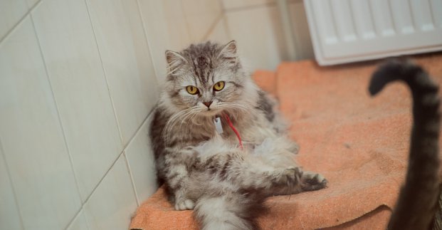 Приют для животных проведет традиционную акцию &laquo;В Новый год &ndash; новый кот&raquo;