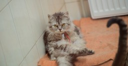 Приют для животных проведет традиционную акцию &laquo;В Новый год &ndash; новый кот&raquo;