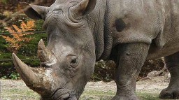 Фотограф запечатлел экстраординарную перевозку носорога вертолетом (ФОТО)