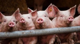 В Украине в течение 2016 года сократилось поголовье свиней, коров и птицы