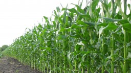 В Украину в 2016 году стали ввозить больше импортной агропродовольственной продукции &mdash; эксперт