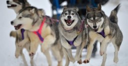 На выходных можно будет сфотографироваться с индейцами и покататься на собачьих упряжках