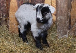 Полюбуйся: новорожденным козлятам в харьковском экопарке прочат судьбу звезд театра