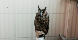 Центр обращения с животными приютил сову