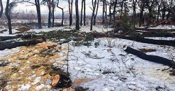 Полиция проигнорировала суд по незаконной вырубке леса в Харькове