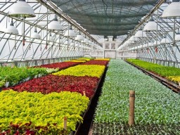 Целое море: на клумбах Харькова расцветет почти 2 миллиона цветов