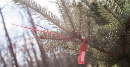 На Мемориале Славы впервые за 40 лет посадили новые ели