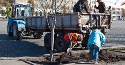 В центре Харькова высаживают липы