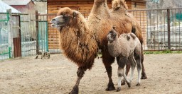 В Харьковском зоопарке родился верблюжонок