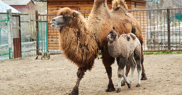 В Харьковском зоопарке родился верблюжонок