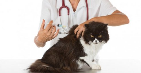 Жители частного сектора могут привить домашних животных от бешенства