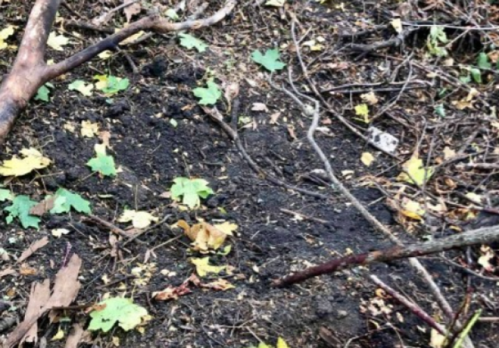 Поліція проводить перевірку за фактом підриву чоловіка на невідомому вибуховому пристрої в Ізюмському районі