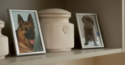 Колумбарий для животных может открыться в Харькове уже в конце лета